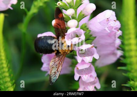 Die gelb-brüstige Wespe sammelt Honig auf Wisteria-Blüten in Nordchina Stockfoto