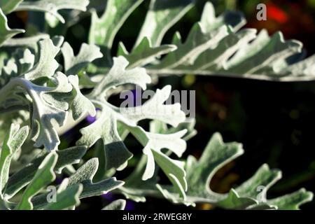 Blätter von jacobaea maritima, allgemein bekannt als Silber Ragwort natürlichen floralen Makro Hintergrund Stockfoto