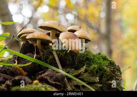 Familie von Honigagaren auf einem moosigen Stumpf im Herbstwald Stockfoto