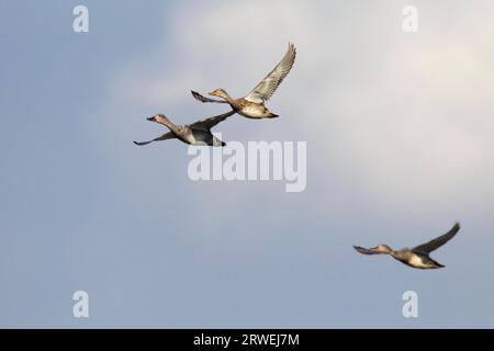 Gadwall (Anas strepera) das Call-Repertoire ähnelt dem der Mallard (Middle Duck) (Gadwall Form nach der Brutsaison kleine Herden Stockfoto