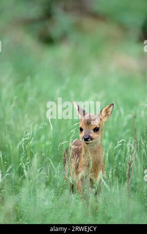 Rehkitz in hoher Vegetation (Capreolus capreolus) (Rehe) Stockfoto