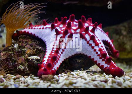 Roter Sternenbarsch Stockfoto