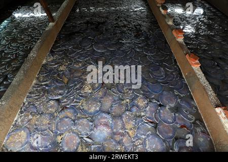 Quallen-Haut wird in einem Salztank in einer Fischverarbeitungsanlage in Nordchina angesammelt Stockfoto