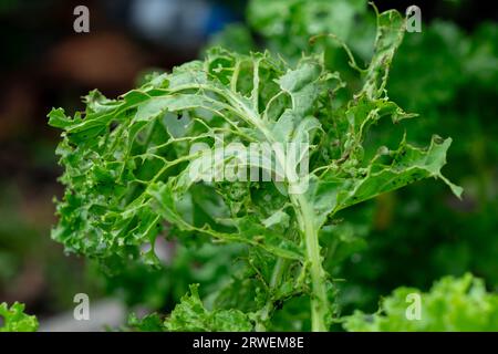 Nahaufnahme des Grünkohls mit Löchern, die durch Gartenschädlinge verursacht werden, die die Blätter fressen. Frische Grünkohlblätter im Garten werden durch Schnecken beschädigt. Stockfoto