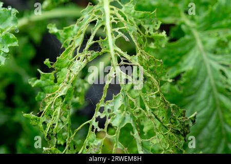 Nahaufnahme des Grünkohls mit Löchern, die durch Gartenschädlinge verursacht werden, die die Blätter fressen. Frische Grünkohlblätter im Garten werden durch Schnecken beschädigt. Stockfoto