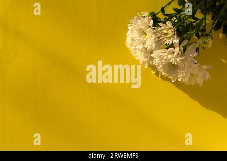 Weiße Chrysanthemen gelber Hintergrund flach liegend. Hintergrund der Herbstblumen bei hellem Sonnenlicht. Weichzeichner, Ansicht von oben Kopierraum Blumenkomposition. Stockfoto