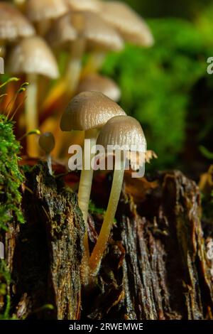 Einvernehmliche Pilzfamilie mit dünnen Beinen, geklumpfter Haube auf grünem Hintergrund Pilz-Mycena inclinata. Stockfoto