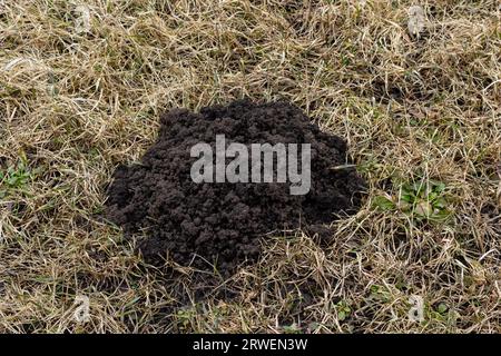 Mücken. Maulwurfhügel. Maulwurfhügel. Eine Wiese, die durch eine Gruppe von Maulwürfen beschädigt wurde und im Garten Schäden verursacht, die von Tieren verursacht werden, die im Boden Gräber graben Stockfoto