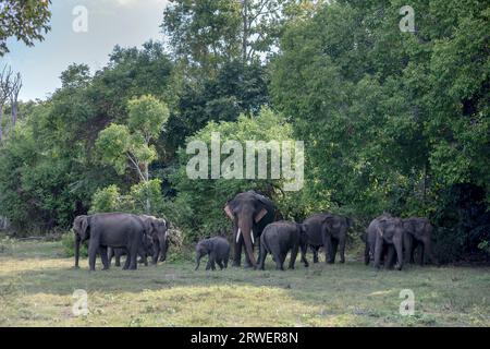 Eine Herde wilder Elefanten zieht aus dem Buschland, um im Kaudulla-Nationalpark in Galoya in Sri Lanka Grasland zu grasen. Stockfoto