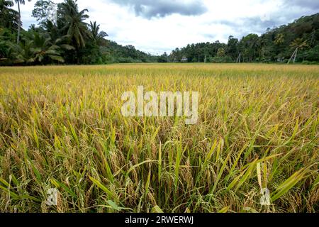 Ein Reisfeld reift vor der Ernte im Berggebiet Udunuwara bei Kandy in Sri Lanka. Stockfoto