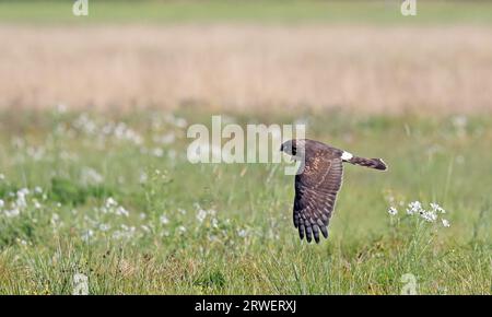 Henne harrier, Circus cyaneus im Flug Stockfoto