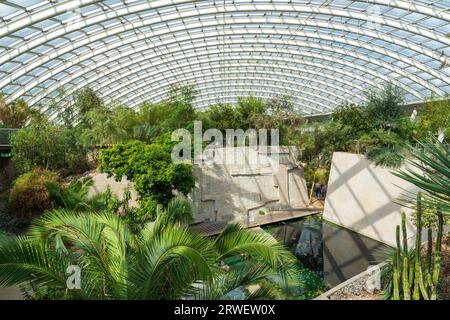 Das Innere des Glashauses im National Botanic Garden of Wales, Carmarthenshire Stockfoto