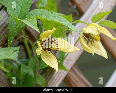 Eine einzelne gelbe Blume von Clematis serratifolia auf einem Spalier-Hintergrund Stockfoto