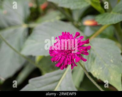 Ein einzelner, tiefer Tintennadelpolster-Blütenkopf von Knautia macedonica Stockfoto