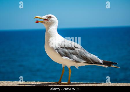Möwe thront auf den Mauern der Burg Peñiscola Stockfoto