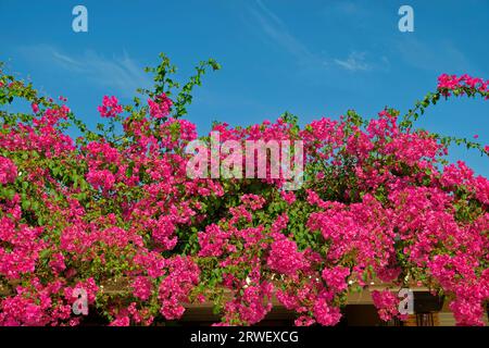 Rosafarbene Bougainvillea Blüten. Stockfoto