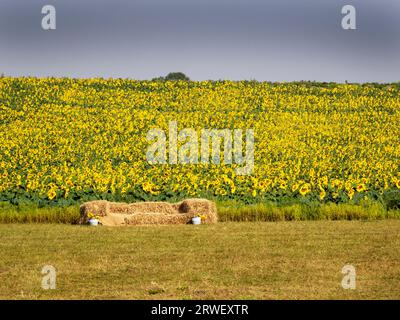 Sonnenblumen auf einem Feld in Walsingham, Norfolk, Großbritannien. Stockfoto