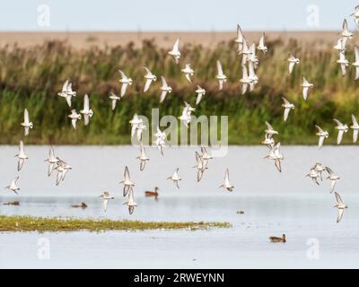 Eine gemischte Herde von Curlew Sandpiper, Calidris ferruginea und Dunlin, Calidris alpina, in einem Naturschutzgebiet in Cley Next the Sea, Norfolk, Großbritannien. Stockfoto