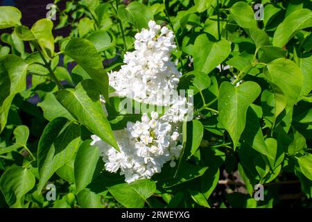 Weiße Flieder blühen im Frühling Stockfoto