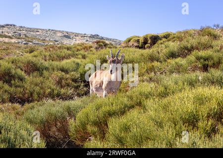 Der iberische Steinbock (Capra pyrenaica), ein weibliches Tier, das in den Bergen der Sierra de Gredos (Pfad zur Laguna Grande) in Spanien unter den Bergkiefern steht Stockfoto