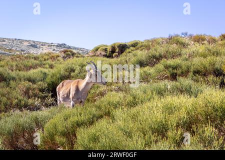 Der iberische Steinbock (Capra pyrenaica), ein weibliches Tier, das in den Bergen der Sierra de Gredos (Pfad zur Laguna Grande) in Spanien unter den Bergkiefern steht Stockfoto