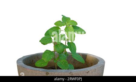 Fresh Ocimum tenuiflorum, allgemein bekannt als heiliges Basilikum, tulsi oder tulasi oder karunthulasi, ist eine aromatische Staudenpflanze in der Familie der Lamiaceae. Stockfoto