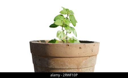 Fresh Ocimum tenuiflorum, allgemein bekannt als heiliges Basilikum, tulsi oder tulasi oder karunthulasi, ist eine aromatische Staudenpflanze in der Familie der Lamiaceae. Stockfoto