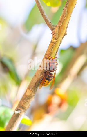 hornet an einem Ast, der die Rinde eines Fliederbaumes knabbert Stockfoto