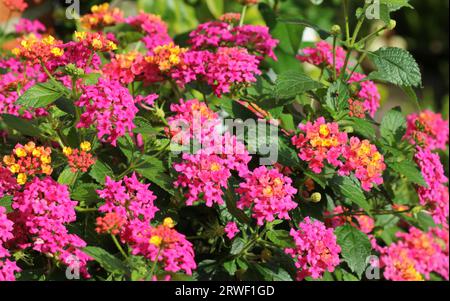 Lantana Esperanta Rose in Blume Stockfoto