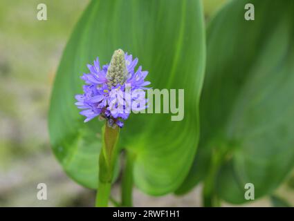 Pickerel Weed (Pontederia cordata) in Blume Stockfoto