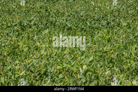 Sojabohnenschoten auf einer Sojabohnenplantage, auf blauem Hintergrund, Nahaufnahme. Sojapflanze. Soja-Kapseln. Sojabohnenfeld Stockfoto