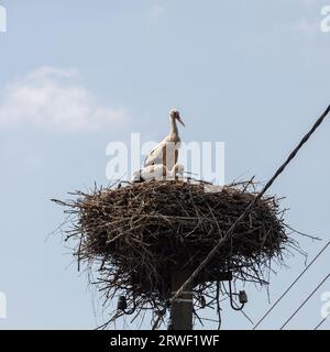 Großer Zugvogel mit schwarz-weißem Gefieder. Weißer Storch und schmiedet sich am bewölkten Himmel. Storch-Familie. Storch im Strichnest am Elektrci-Pol. Stockfoto