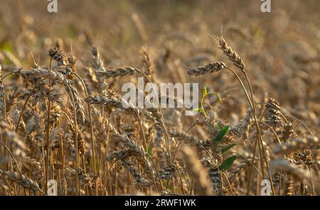 Stacheln Weizen auf dem Feld, Herbst, Ernte Stockfoto