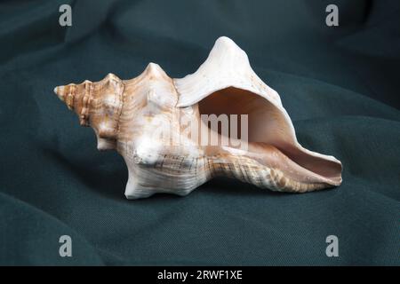 Eine Muschelschale auf einem grünen welligen Vorhang. Minimalistischer Farbstil für lebensechte Fotos Stockfoto