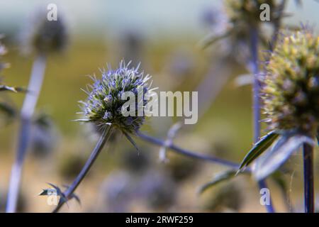 Nahaufnahme von Blue Glow Globe Thistles Echinops bannaticus. Stockfoto