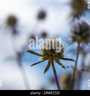 Nahaufnahme von Blue Glow Globe Thistles Echinops bannaticus. Stockfoto