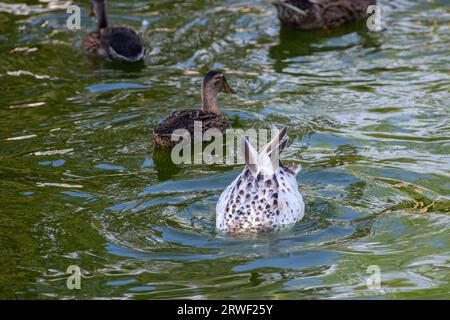 Eine große Herde Enten frisst verlassene Brote auf dem See, Enten und Drakes schwimmen auf dem Wasser. Stockfoto