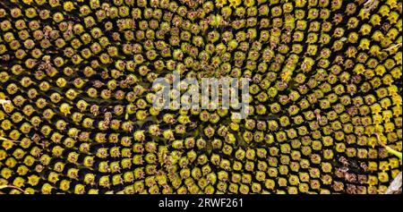 Sonnenblumen Samen schließen den Hintergrund sonniger Tag auf dem agrokulturellen Feld. Stockfoto