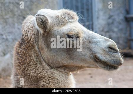 Ein Kamel im sibirischen Zoo. Kamelkopf Nahaufnahme. Lange Kamelhaare. Kamele sind große Tiere, die für das Leben in trockenen Regionen der Welt angepasst sind. Stockfoto