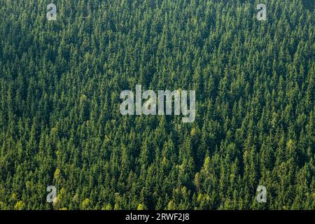 Blick auf die Gipfel der Nadelwälder in den Karpaten. Stockfoto