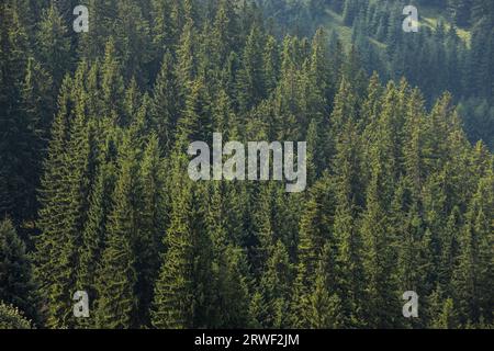 Blick auf die Gipfel der Nadelwälder in den Karpaten. Stockfoto