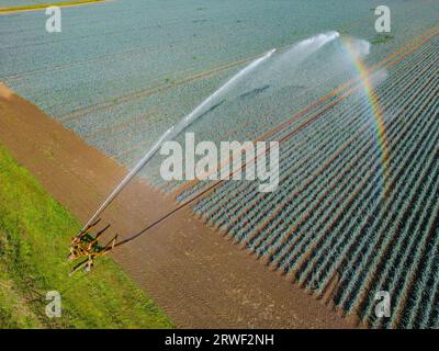 Bewässerungssystem im industriellen Gemüseanbau in der Landwirtschaft mit Wasser und Regenbogen als Luftbild Stockfoto