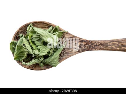 Oben sehen Sie Kräuterteepulver aus trockener Urtica dioica, bekannt als Brennnessel, Brennnessel oder Brennnesselblätter. Kräuterteepulver auf Löffel. Stockfoto