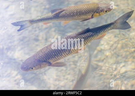 Fische im Wasser, der gemeine Bug unter der Oberfläche im Untiefen des Sees, felsiger Boden, Wolfgangsee, Österreich Stockfoto