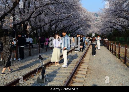 JINHAE, SÜDKOREA - 28. MÄRZ 2023: Besucher der Bahngleise am Bahnhof Gyeonghwa während des Jinhae Cherry Blossom Festivals in Changwon. Es ist eine von B Stockfoto