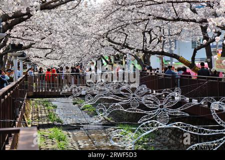 JINHAE, SÜDKOREA - 28. MÄRZ 2023: Besucher des Jinhae Cherry Blossom Festivals in Changwon. Es ist eines der größten Frühlingsfestivals in Südkorea. Stockfoto