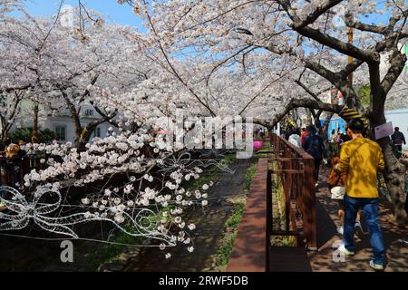 JINHAE, SÜDKOREA - 28. MÄRZ 2023: Besucher des Jinhae Cherry Blossom Festivals in Changwon. Es ist eines der größten Frühlingsfestivals in Südkorea. Stockfoto