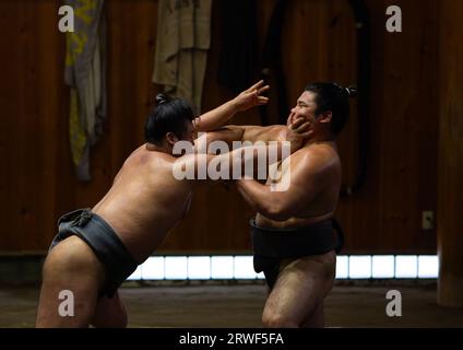 Sumo-Wrestler kämpfen im Tatsunami Beya Sumo Stall, Region Kanto, Tokio, Japan Stockfoto