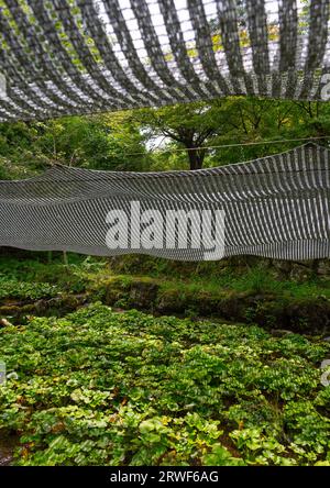 Anbau von Wasabi-Kulturen, Präfektur Shizuoka, Izu, Japan Stockfoto