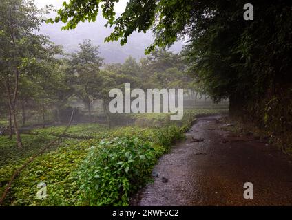 Anbau von Wasabi-Kulturen in den Hügeln, Präfektur Shizuoka, Ikadaba, Japan Stockfoto